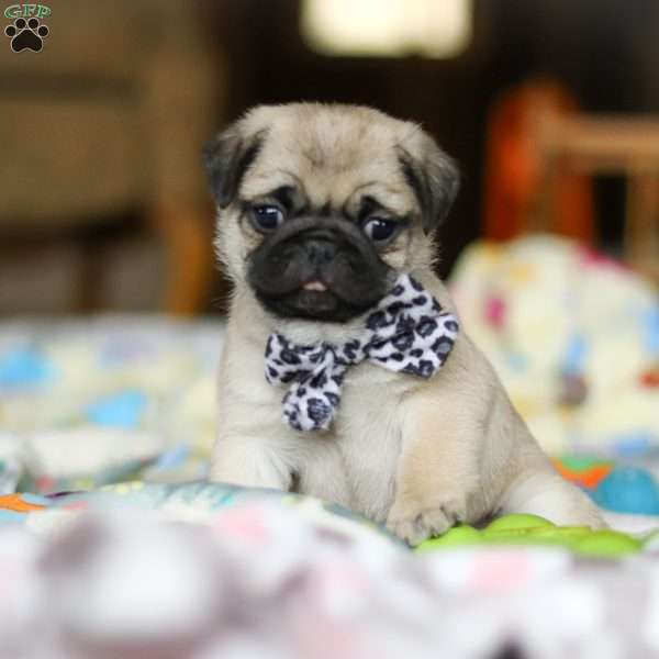 Poppy, Pug Puppy